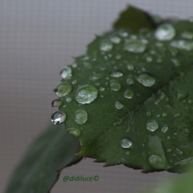 didiluce_after_rain2